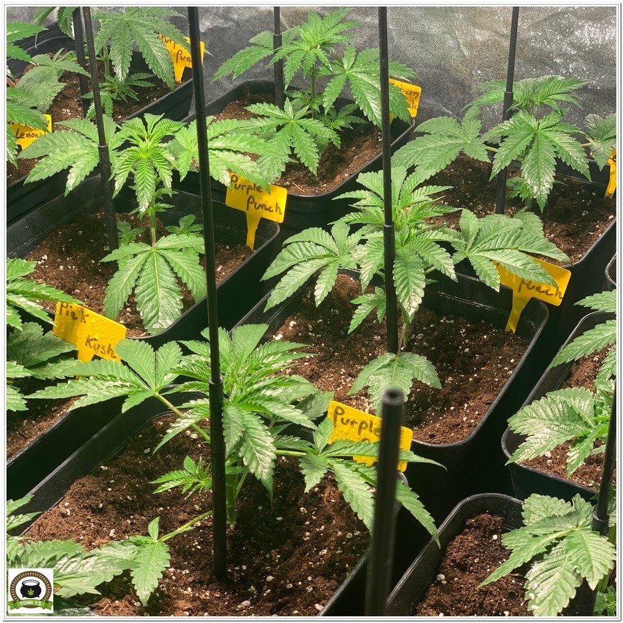 growing barneys farm cannabis medicinal 3