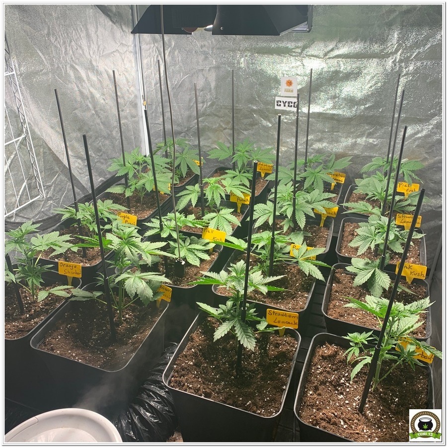 growing barneys farm cannabis medicinal 2