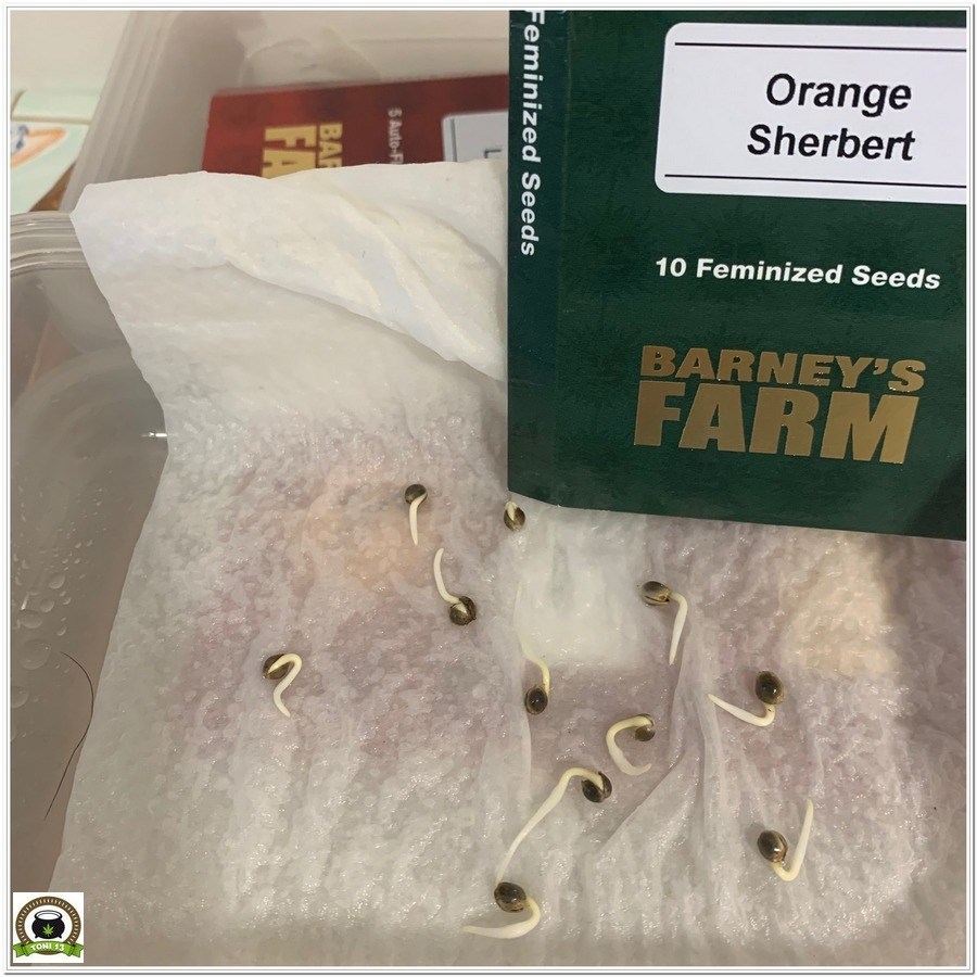 germinación orange sherbert barneys farm