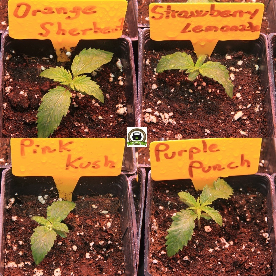 Fase de crecimiento variedades barney´s farm 1