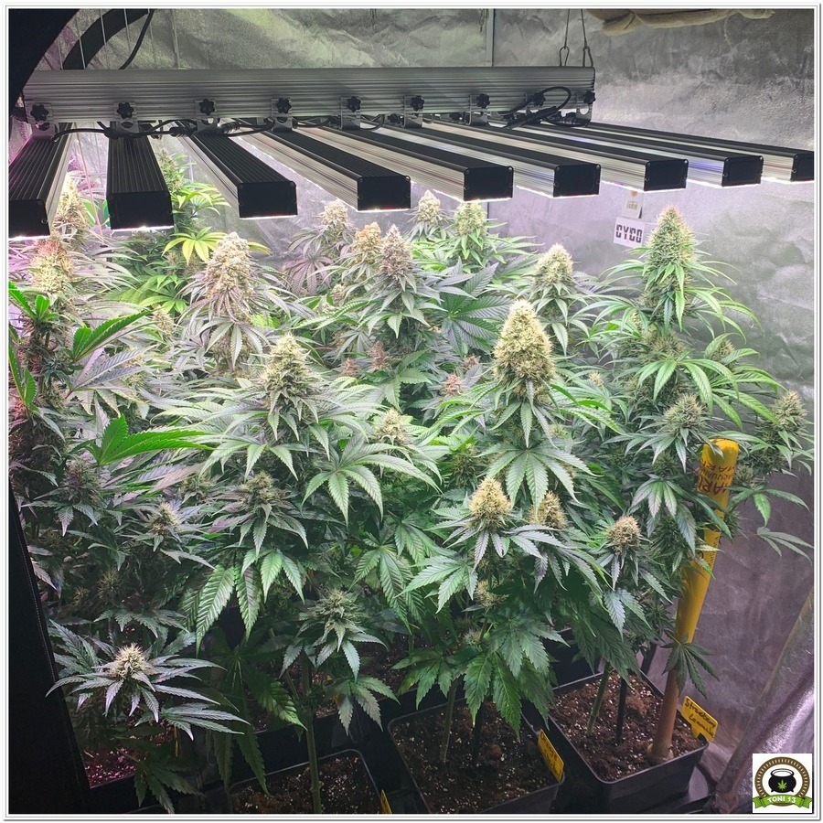 Cultivo barneys farm indoor marihuana