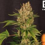 Tablas de nutrición Cyco Flower: Sustrato y «Coco» por Toni13