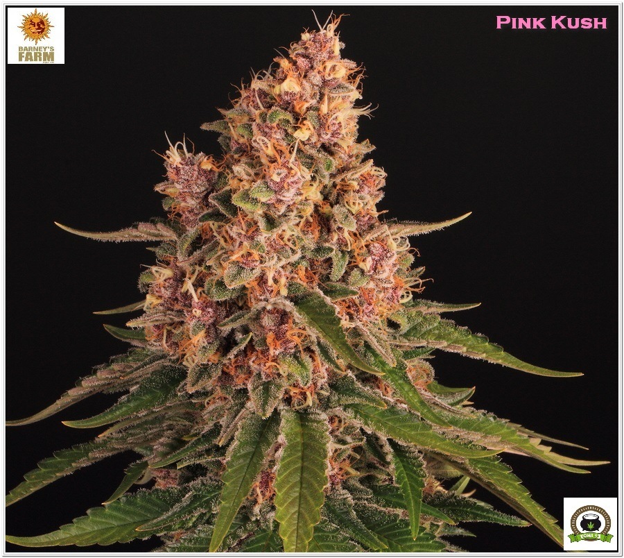 Pink Kush Barneys Farm cultivo seguimiento indoor 2