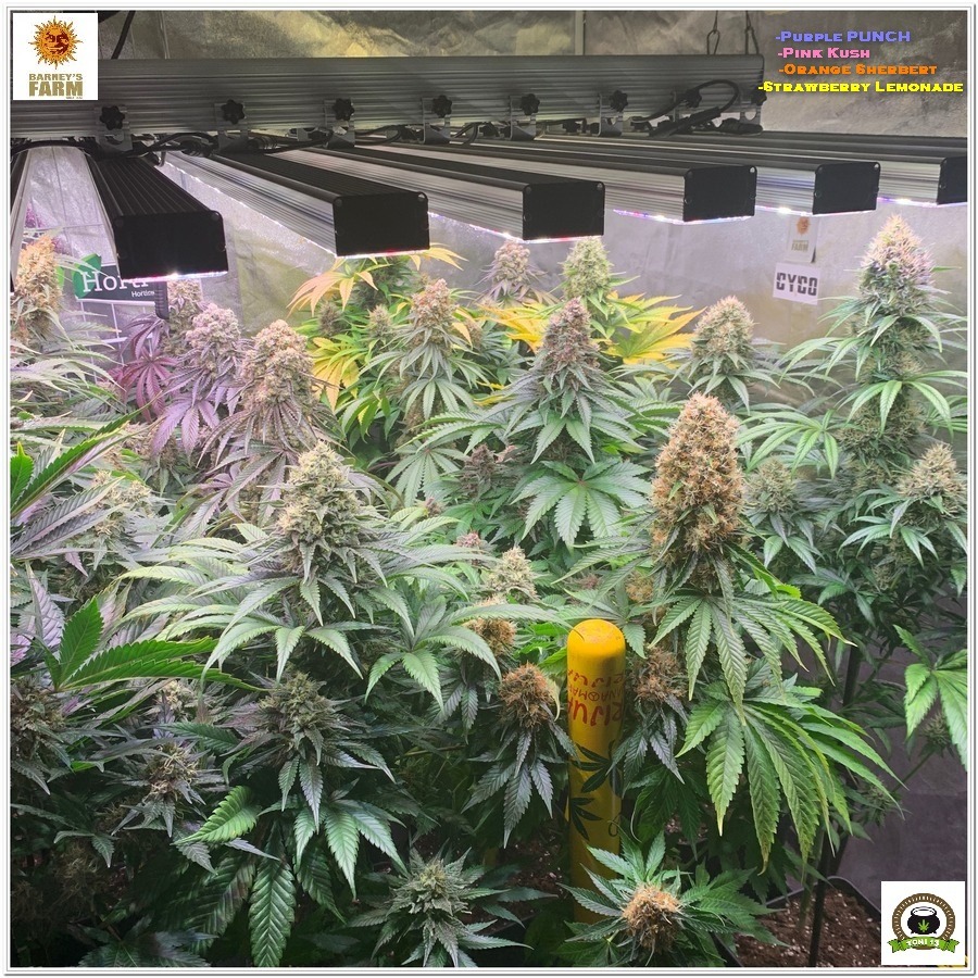 Crop barneys farm marijuana indoor plants LED