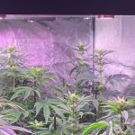 5- Barney´s Farm y Toni13: Tropicanna Banana, Dos Si Dos 33, Glookies y Gorilla Zkittlez