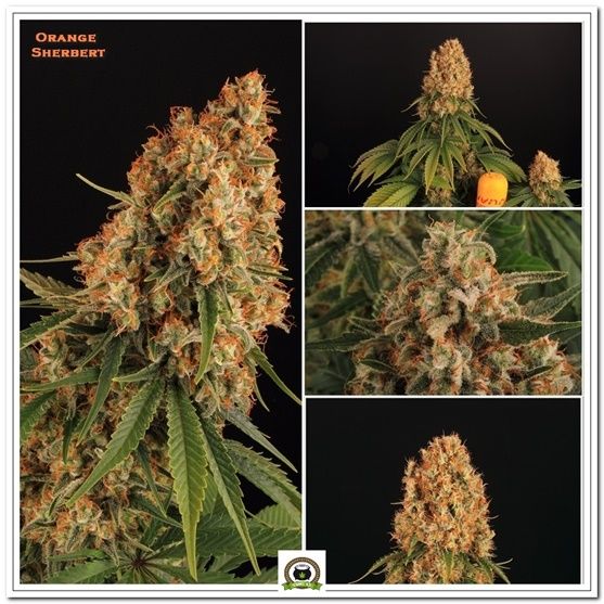 Orange Sherbert, maravilla cannábica, fotos de mariahuana, cultivando medicina.