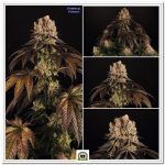 Marihuana morada
