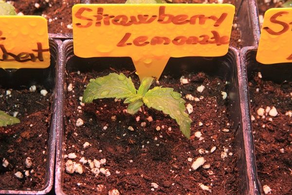 Strawberry Lemonade, variedades de marihuana, cultivando medicina.