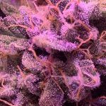 Seguimiento Purple Punch Auto Barney’s Farm by Bafy