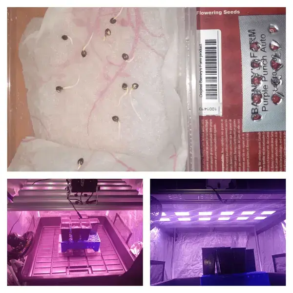 purple punch seguimiento