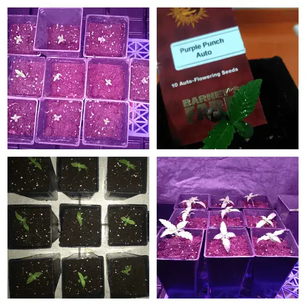 purple punch seguimiento
