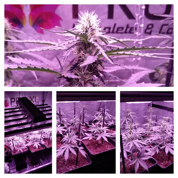 purple punch seguimiento