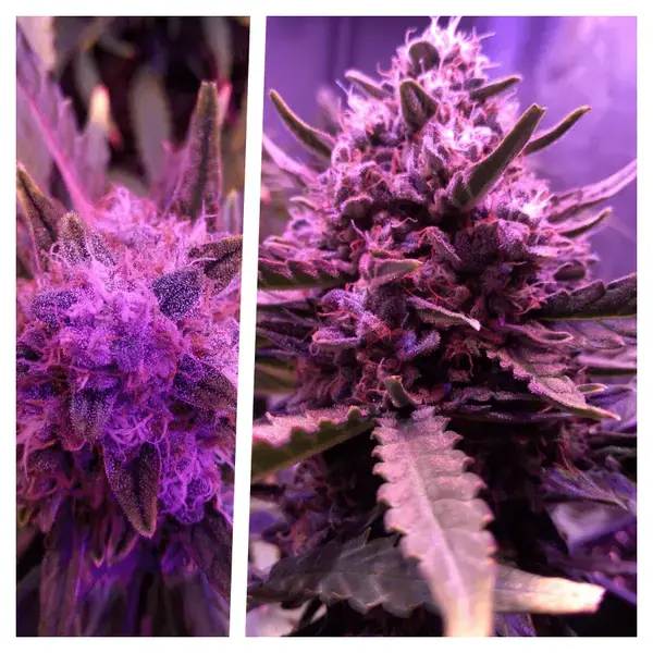 purple punch seguimiento