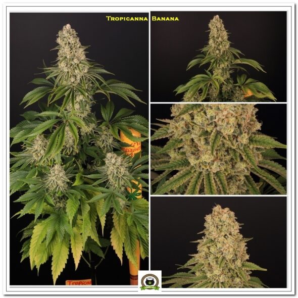 tropical banana marihuana