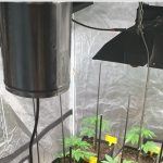 Araña roja en cultivos de marihuana