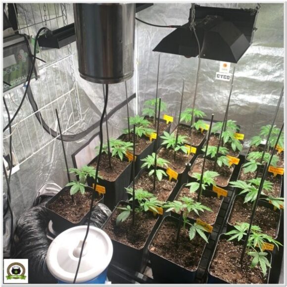 araña roja plantas