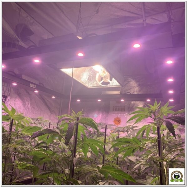 Temperatura cultivo led : Lec+Led Solux-1