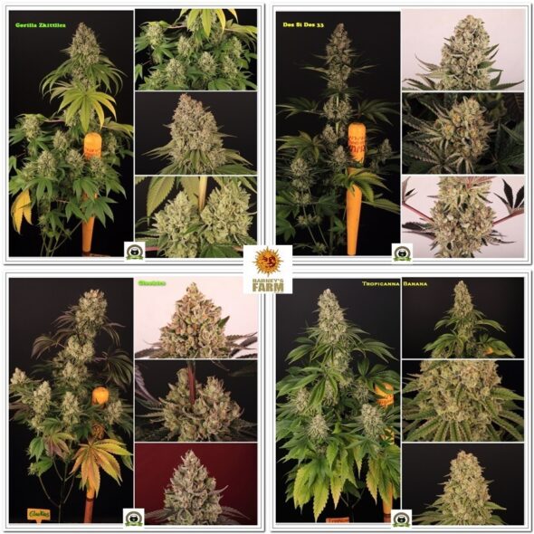 tropical banana marihuana