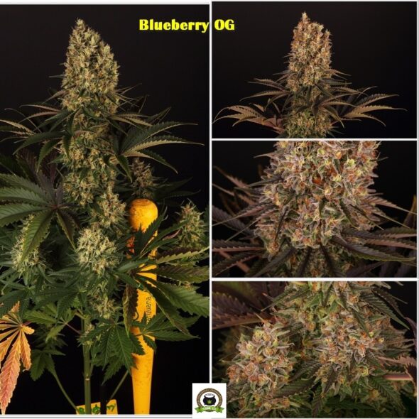 blueberry og barney´s farm