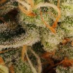 13-Barney`s Farm y toni13: Blueberry OG, Cookies Kush, Shiskaberry y Blue Gelato 41