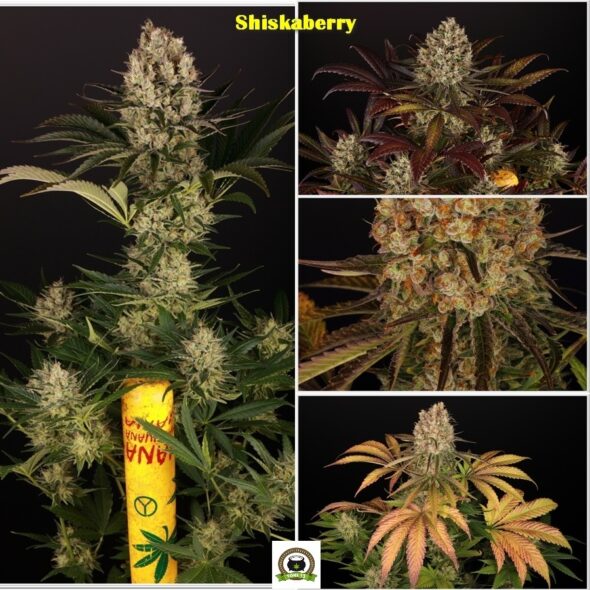 shiskaberry barney´s farm