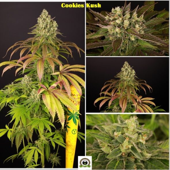 cookies kush barney´s farm