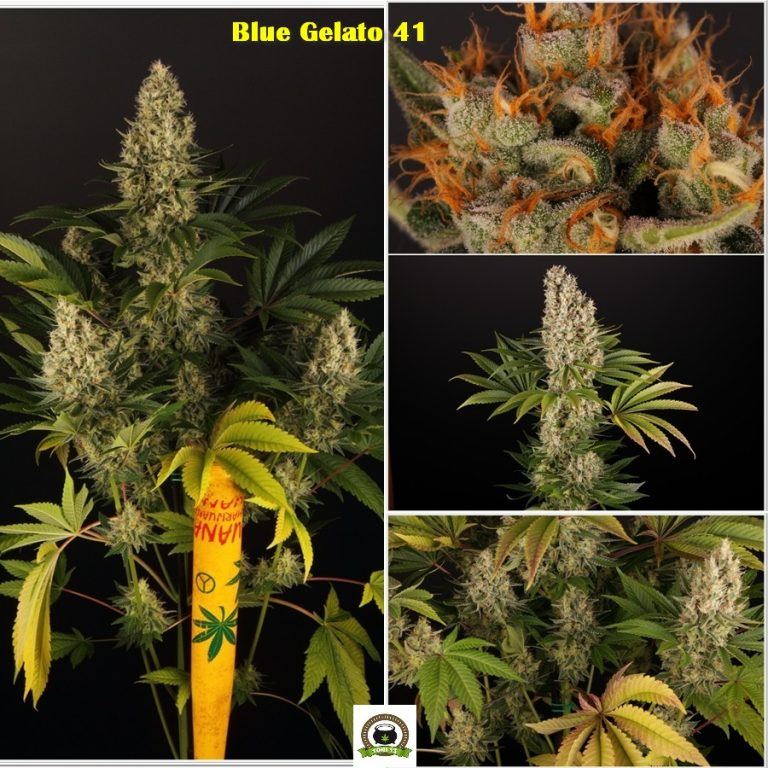 Shiskaberry, Blueberry OG, Blue Gelato 41, Cookies Kush. (Barney´s Farm