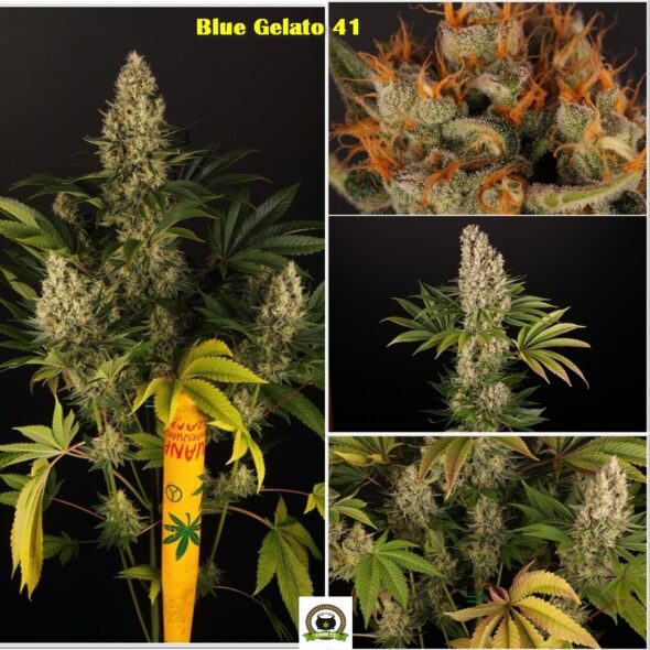 blue gelato 41 barney´s farm