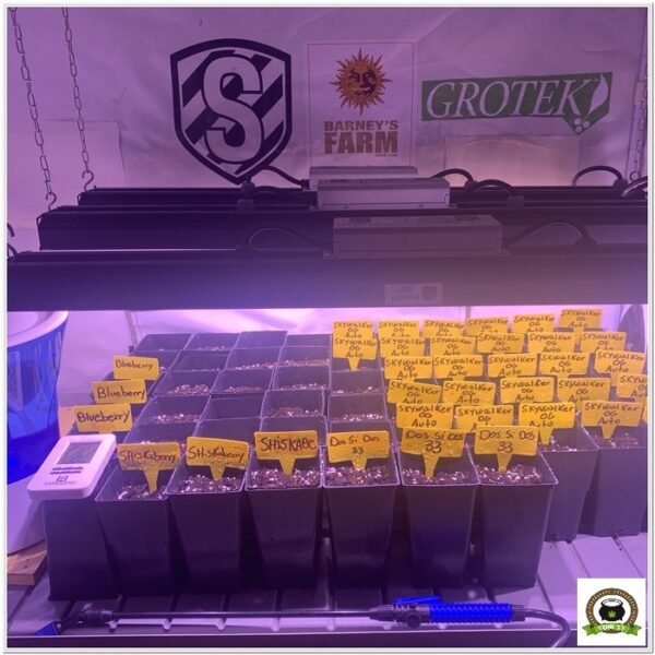 1-Cultivo exterior 2020 amigos de cultivandomedicina.com y Barney´s Farm.-2