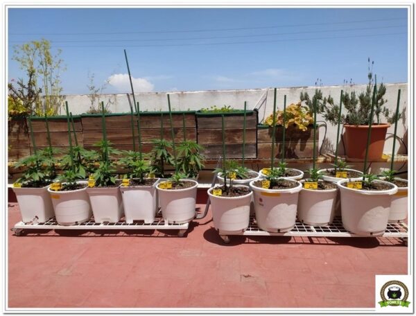 Seguimiento cultivo cannabis exterior barneys farm