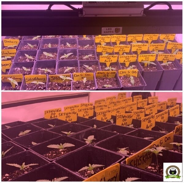1-Cultivo exterior 2020 amigos de cultivandomedicina.com y Barney´s Farm.-3