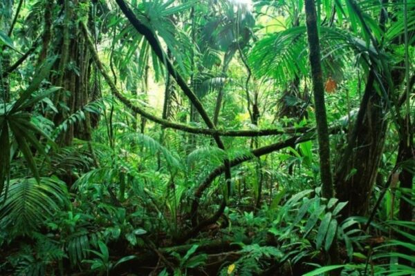 Pérdida selva Tropical