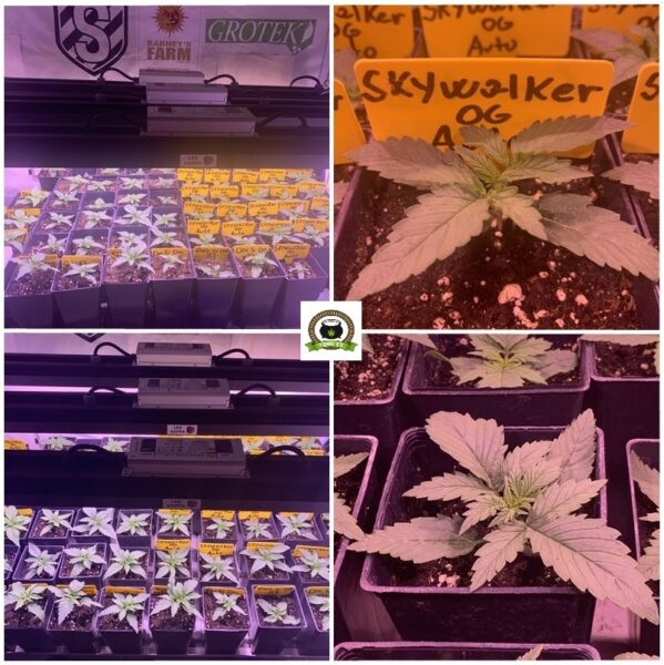 1-Cultivo exterior 2020 amigos de cultivandomedicina.com y Barney´s Farm.-4