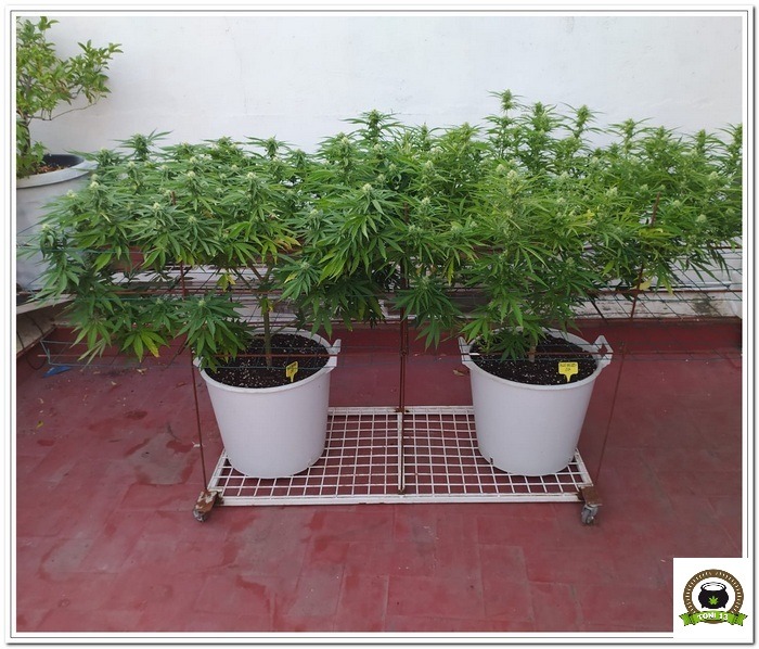 9-Cultivo exterior 2020 amigos de cultivandomedicina.com y Barney´s Farm.-4