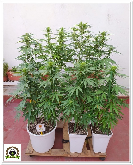 9-Cultivo exterior 2020 amigos de cultivandomedicina.com y Barney´s Farm.-5