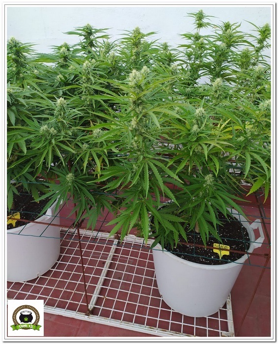 9-Cultivo exterior 2020 amigos de cultivandomedicina.com y Barney´s Farm.-3