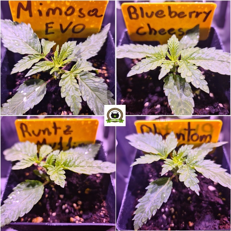 3-Barney´s Farm y Toni13: Mimosa EVO, Runtz Muffin, Phantom OG y Blueberry Cheese-5