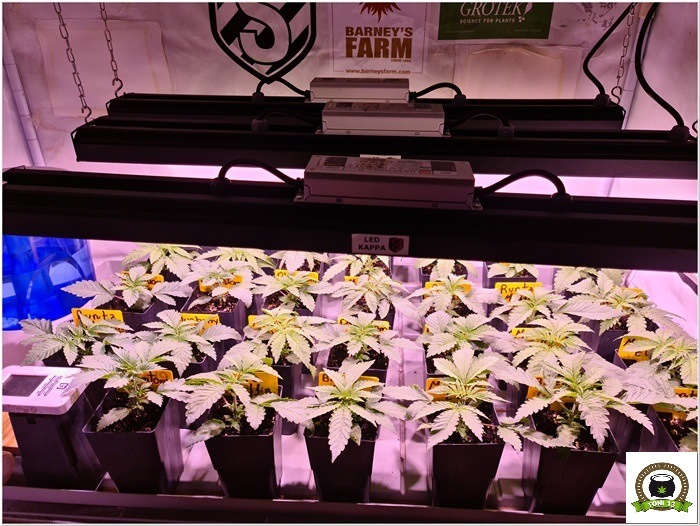 5-Barney´s Farm y Toni13: Mimosa EVO, Runtz Muffin, Phantom OG y Blueberry Cheese-1