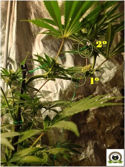 doblar marihuana