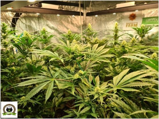 doblar marihuana