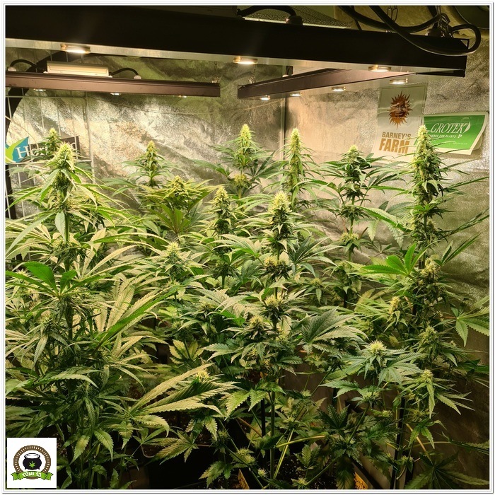 9-Barney´s Farm y Toni13: Mimosa EVO, Runtz Muffin, Phantom OG y Blueberry Cheese-1