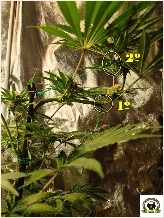 Como bajar la altura de plantas en floración-1