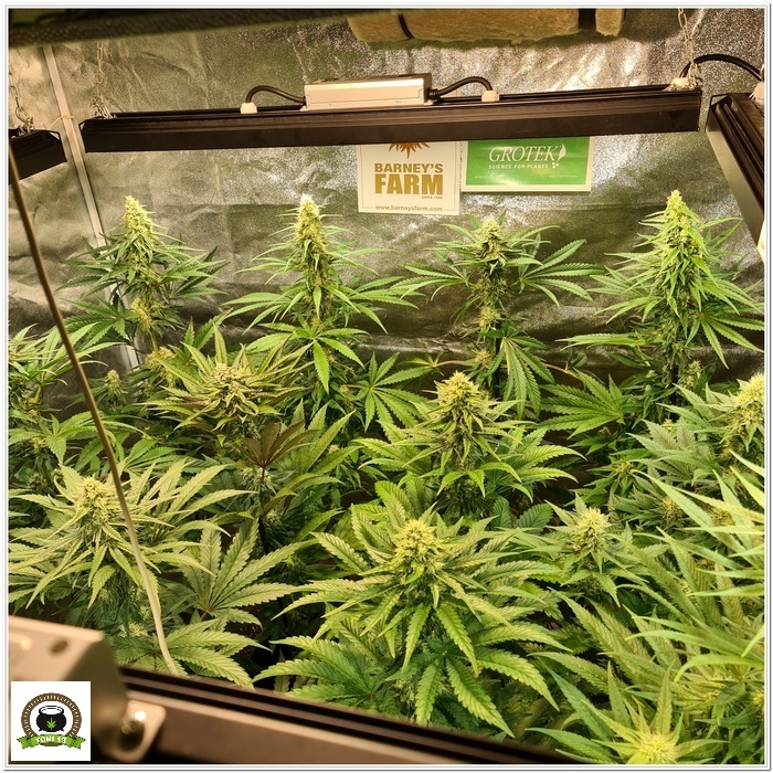 10-Barney´s Farm y Toni13: Mimosa EVO, Runtz Muffin, Phantom OG y Blueberry Cheese-2