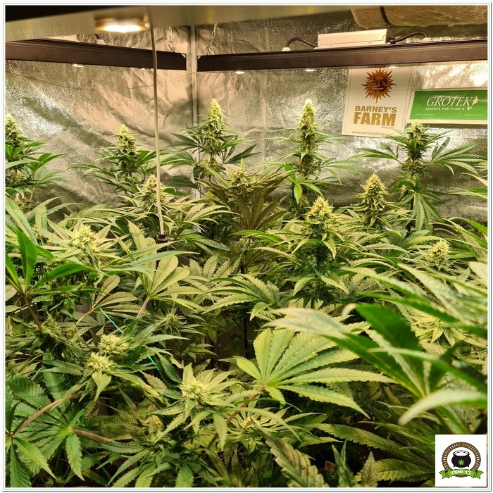 10-Barney´s Farm y Toni13: Mimosa EVO, Runtz Muffin, Phantom OG y Blueberry Cheese-3