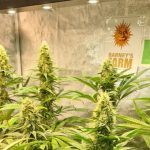 10-Barney´s Farm y Toni13: Mimosa EVO, Runtz Muffin, Phantom OG y Blueberry Cheese