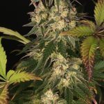 13-Barney´s Farm y Toni13: Mimosa EVO, Runtz Muffin, Phantom OG y Blueberry Cheese