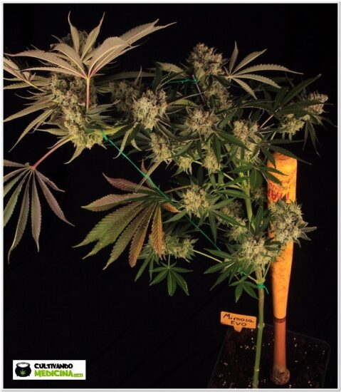 doblar marihuana