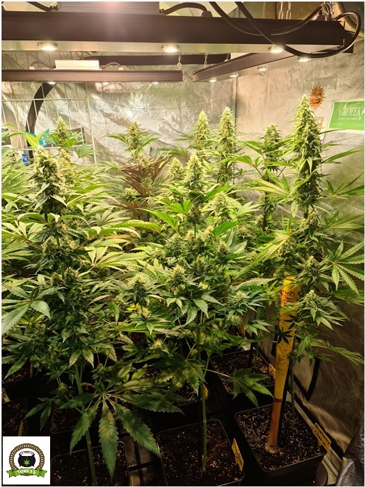 10-Barney´s Farm y Toni13: Mimosa EVO, Runtz Muffin, Phantom OG y Blueberry Cheese-4