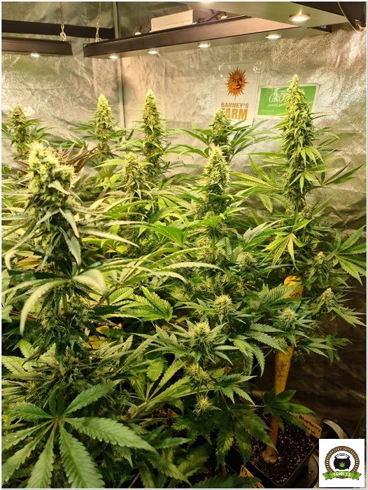 10-Barney´s Farm y Toni13: Mimosa EVO, Runtz Muffin, Phantom OG y Blueberry Cheese-5