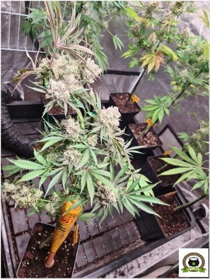 doblar marihuana